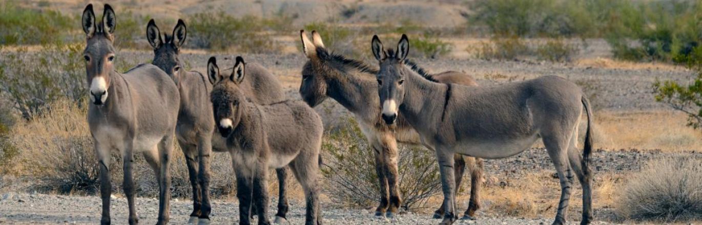 A photograph of wild burros standing in the grasslands of Southern California.