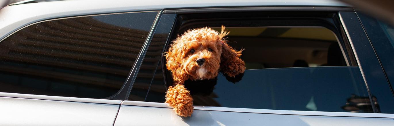 small dog with curly brown fur hangs out of a light gray sedan's window