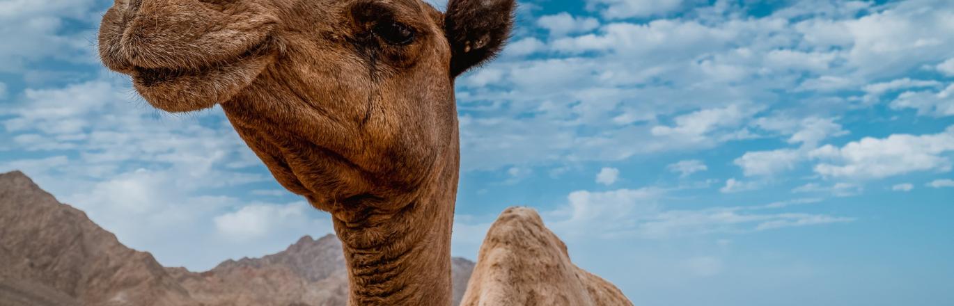 a camel outside