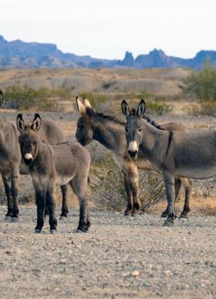 A photograph of wild burros standing in the grasslands of Southern California.