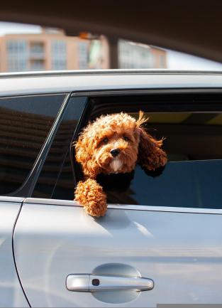 small dog with curly brown fur hangs out of a light gray sedan's window