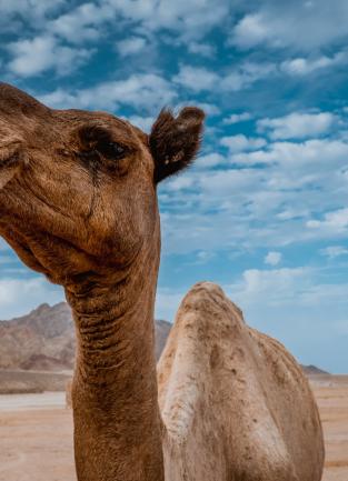 a camel outside
